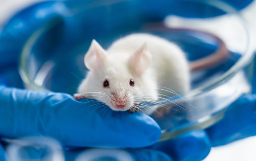 Science - animal testing @filin174 stock.adobe.com