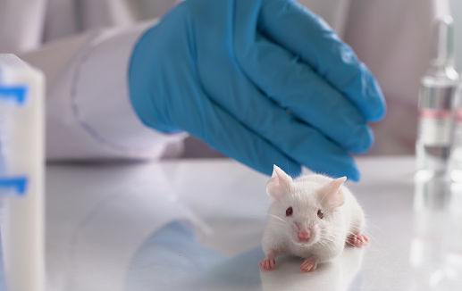 South Korea proposes law to promote alternatives to animal testing