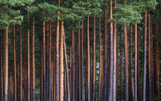 General - pine forest ©Dainis stock.adobe.com