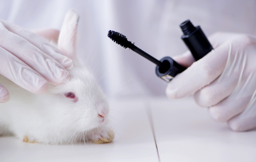 Canada Considers Ban On Animal Testing For Cosmetics